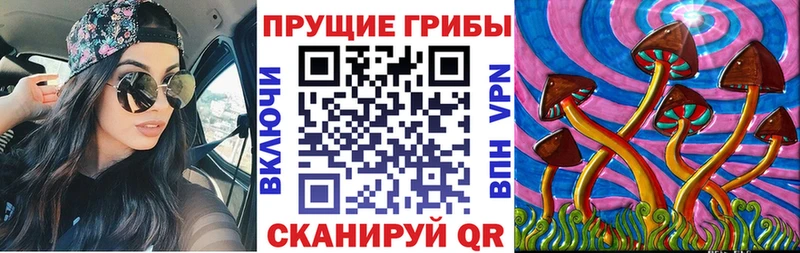 Купить где  Новосиль  Галлюциногенные грибы Psilocybine cubensis 